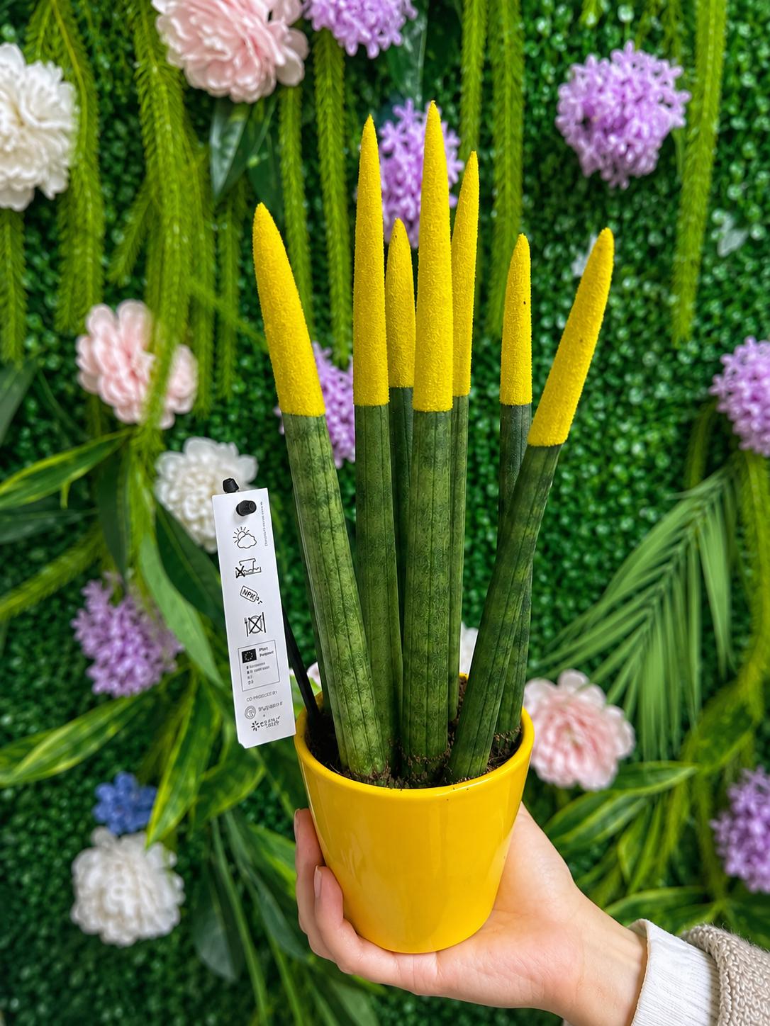 Sansevieria