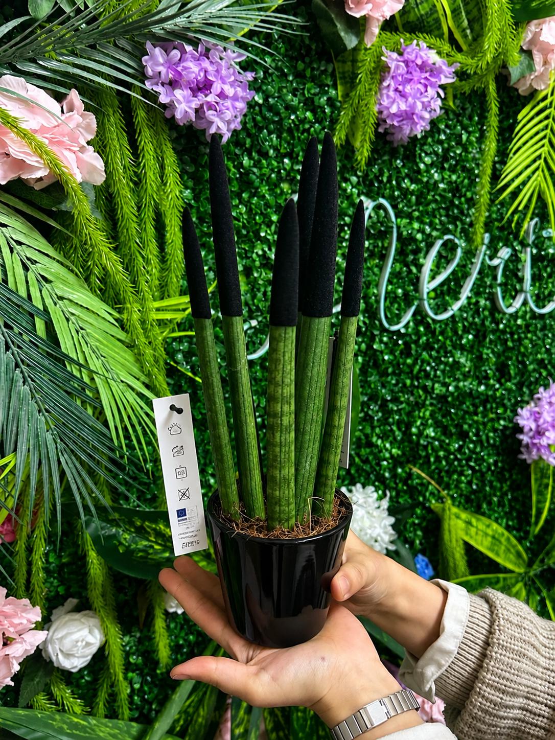 Sansevieria